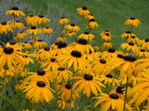 blackeyedsusan