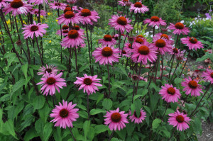 purple-coneflowers