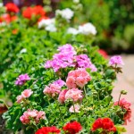 best-annual-flowers-geraniums-1521752646